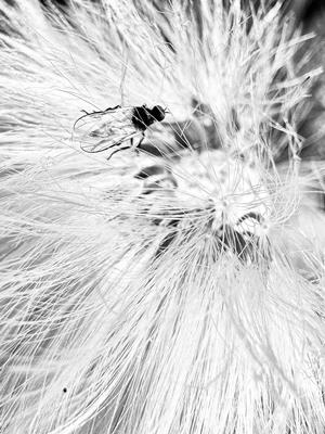 FOTOPARK WORKSHOP: Schwarzweiß in der Natur